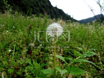 山野 草地 蒲公英