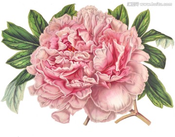 复古手绘玫瑰花