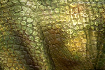 恐龙 远古动物 皮肤 局部