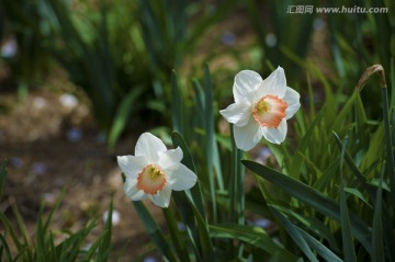 水仙花 洋水仙