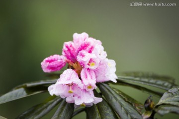 粉红色杜鹃花