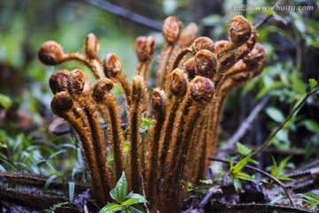 一簇蕨类植物