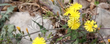 黄花