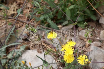 黄花