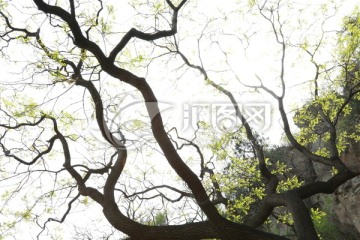 树枝