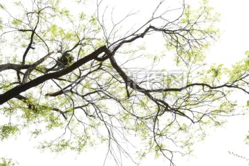 树枝