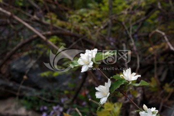 白花