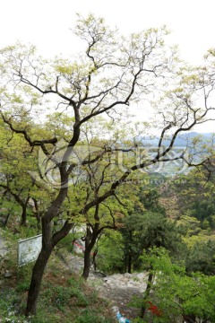 树枝