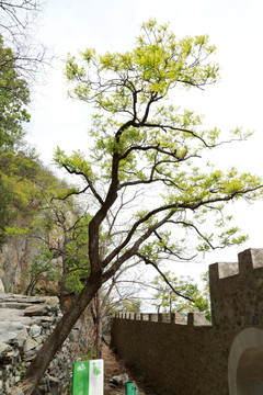 大树