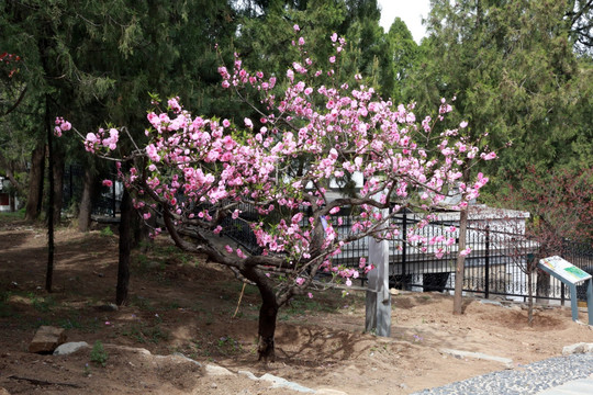 桃花