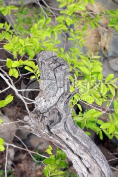 枯树