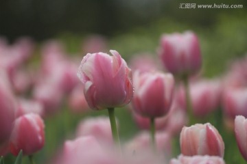 郁金香
