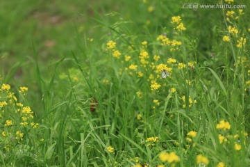 黄花