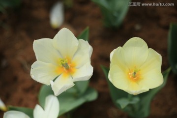 郁金香