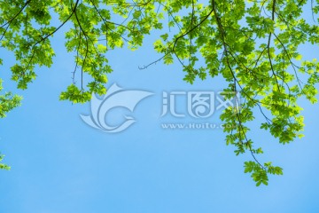 树枝 绿叶 蓝天 天空