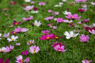 波斯菊花丛