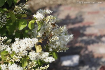 白花