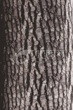 树皮纹理 树木底纹