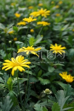 小菊