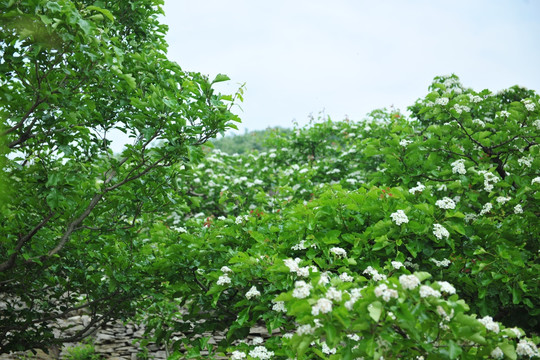山楂园  山楂树  白色花