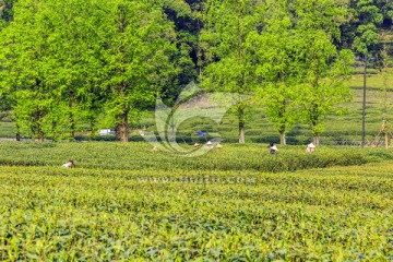 茶园 采茶（TIF格式）