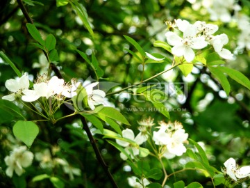 七里香花