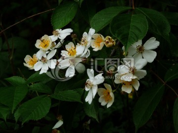 七里香花朵