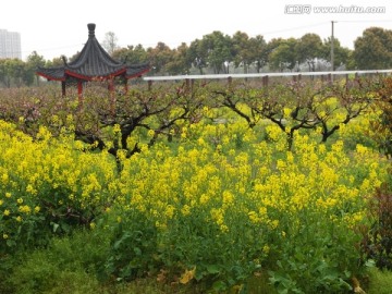 桃花盛开的地方