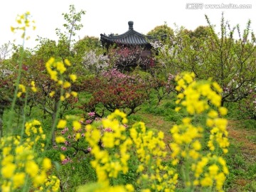 油菜花