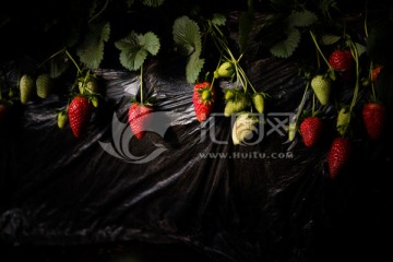 大棚草莓 背景 水果