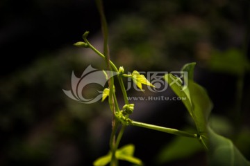 嫩芽 扁豆藤曼