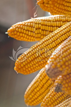金色玉米