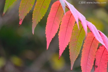 花卉―红叶