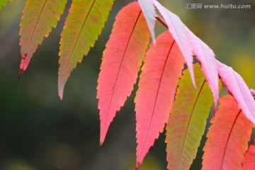 红枫叶