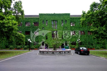 爬山虎 植物墙 西南大学