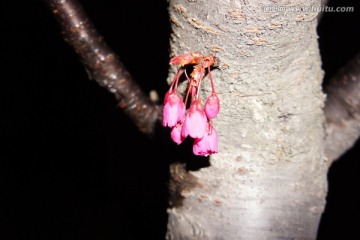 红叶碧桃花
