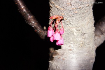 红叶碧桃花