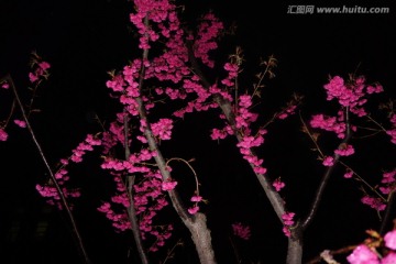 红叶碧桃花
