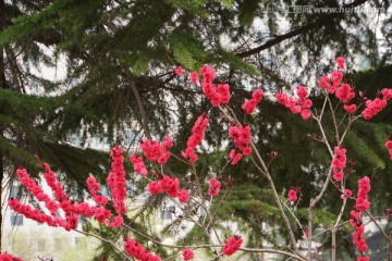 红叶碧桃花