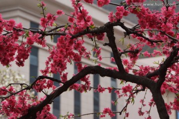 红叶碧桃花