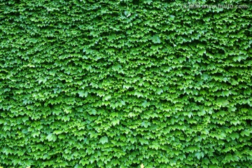 常春藤植被墙