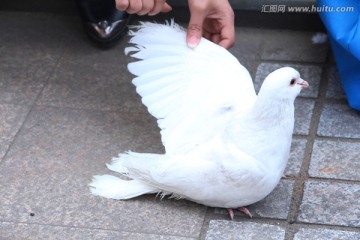 受伤的鸽子