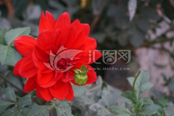 大丽花