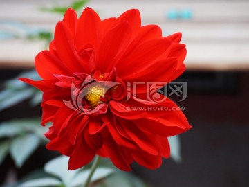 大丽花