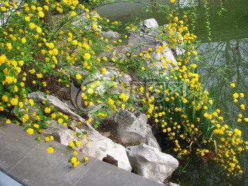 棣棠花