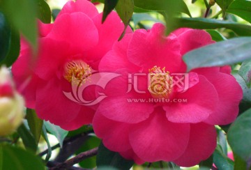 山茶花