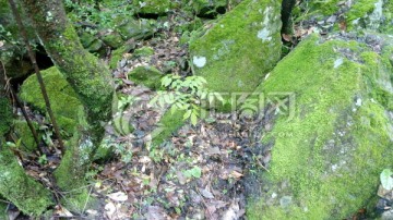 苔藓 苔藓植物