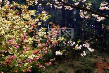 山中樱花盛开