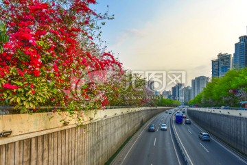 深圳 南海大道 花开