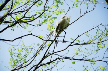 树上的鸟 叼枝筑巢